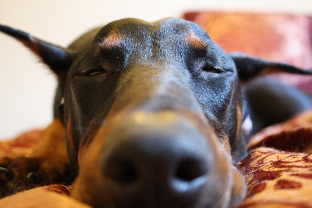 Doggie! Post image