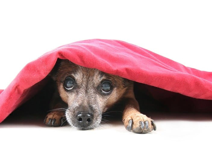 WordPress Hide Page Title - Featured Image: Dog Under Blanket WordPress Hide Page Title - Featured Image: Dog Under Blanket