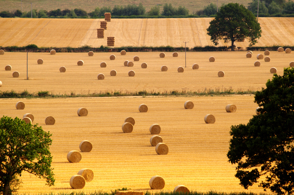 Hay hay hay hay! Post image
