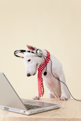 Dog On Phone WordPress Call-To-Contact Plugins Help Your Visitors Reach You.