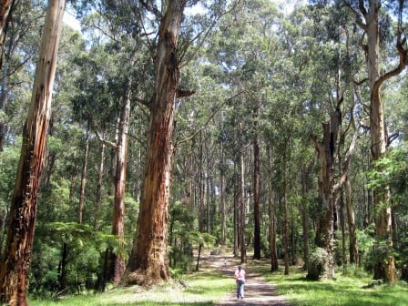 dandenong-ranges Dandenong Ranges
