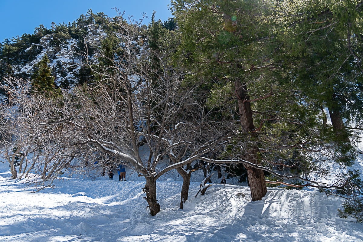 Retina Image of Tree